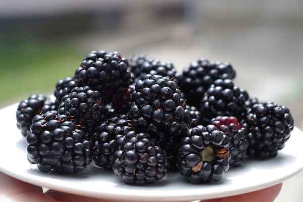 黑莓的营养价值、健康益处与保存方式