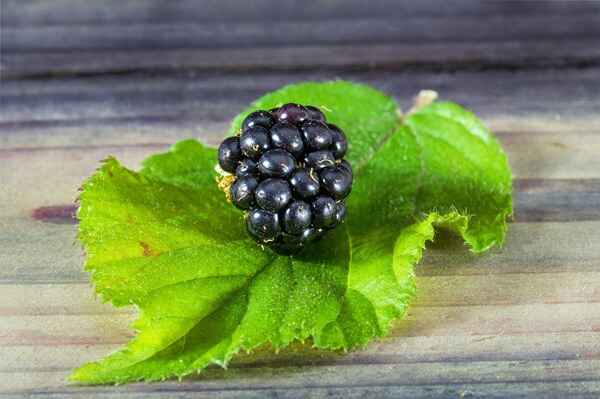 黑莓的营养价值和对身体的好处